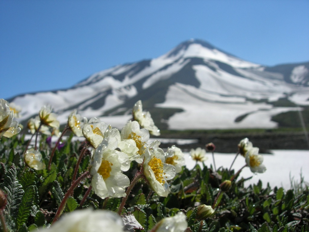 Растительный мир Камчатки