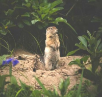 Надежда Пронь