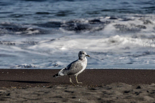 Халактырский пляж