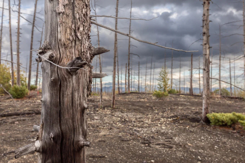 Мёртвый лес