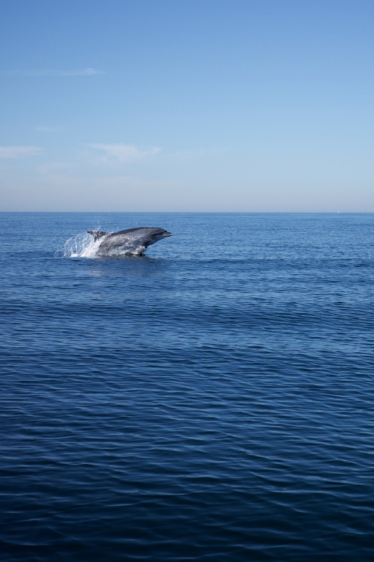 Наблюдение за китами, касатками и морскими птицами